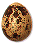 Quail's egg