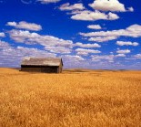 {Field of Grain}