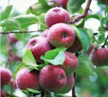{Apple Tree}