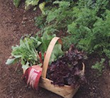 {Veggie Basket}