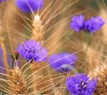 {Blue Flowers}