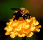 {Bee on Flower}