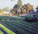 {Cuban Farm}