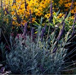 {Lavender}