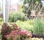 {Veggies in Earthboxes}