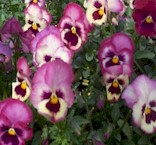 {Pansies}