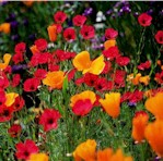 {Poppies}