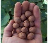 {Seed Balls}