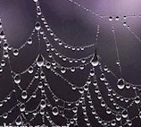 {Spider Web}