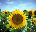 {Sunflowers}