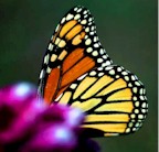 {Butterfly}