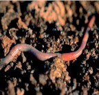 {Redworm}