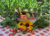 [Our Harvest]